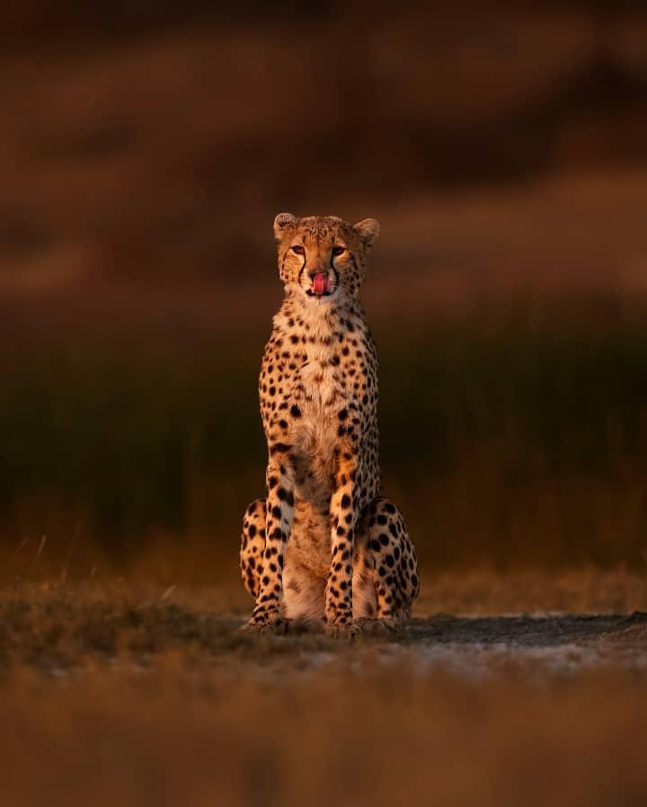 5-Day Tarangire, Serengeti, Ngorongoro Wanderlust Safari