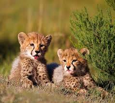 5-Day Serengeti & Ngorongoro Crater Group Safari