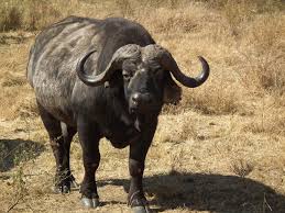 3-Day Serengeti & Ngorongoro Adventure Camping Safari