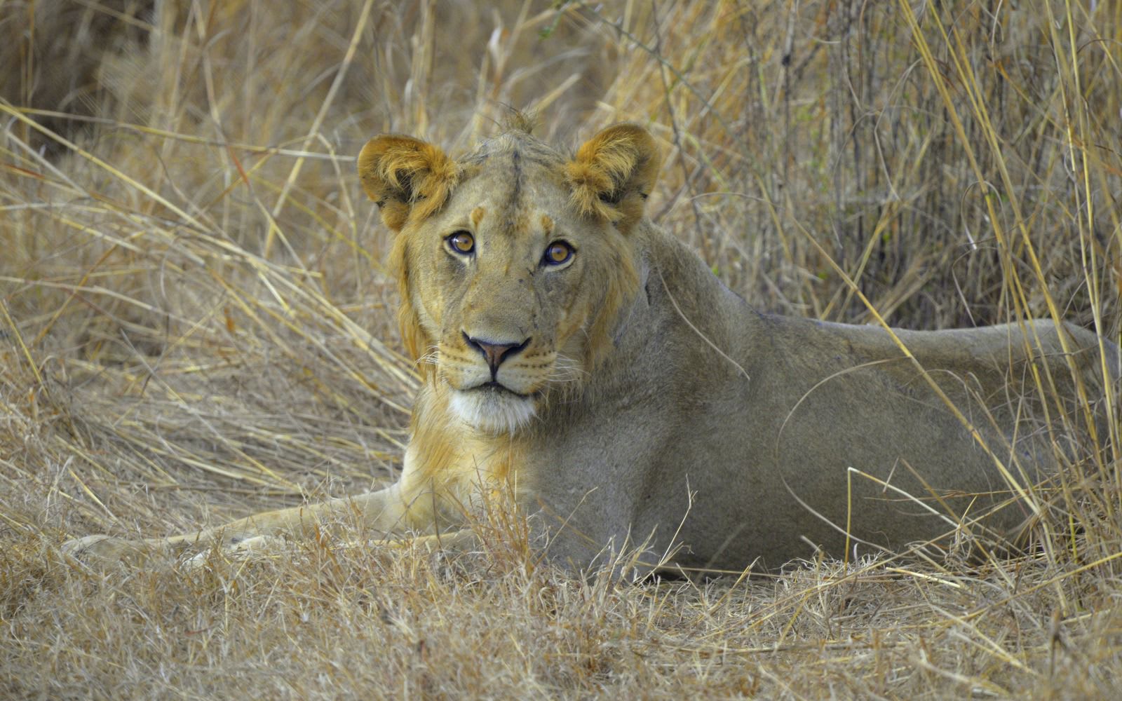 3-Day Experience a Wildlife Viewing in Nyerere NP