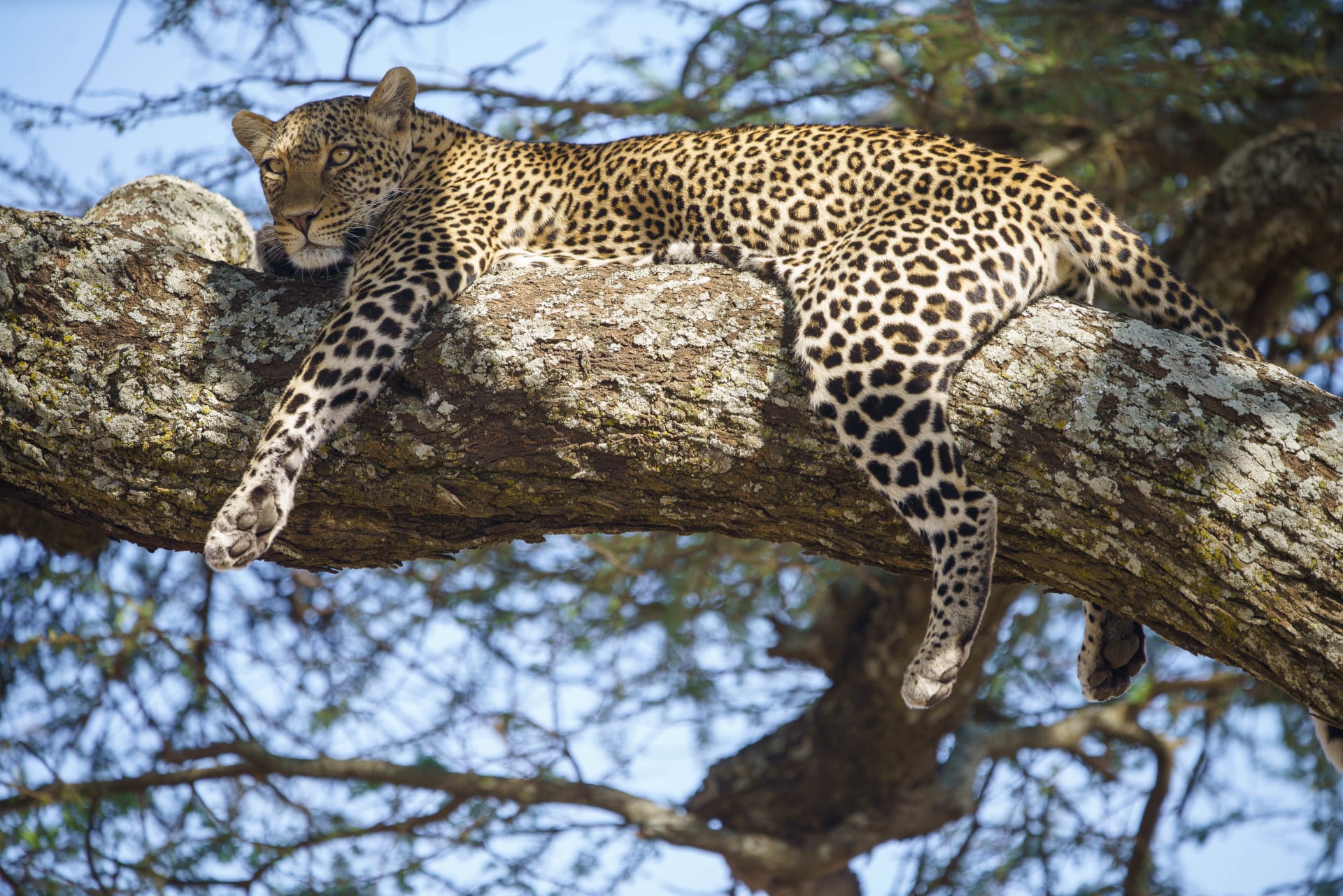 2-Day Fly-in Safari Serengeti National Park & Ngorongoro Crater