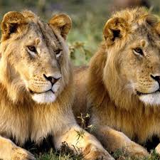 6-Day Deep to the Amaizing of Tanzania Safari Adventure