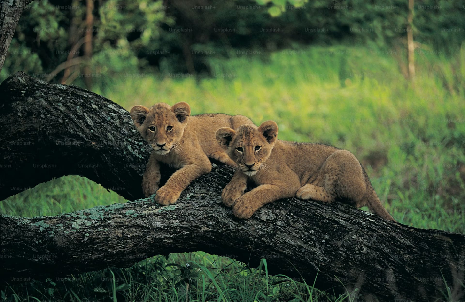 3-Day Serengeti and Ngorongoro Join Tour