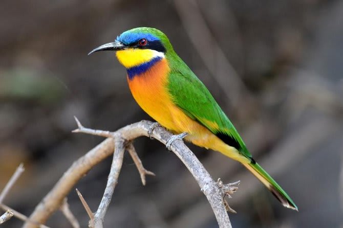 13-Day Ethiopian Bird watching Photography  Tour