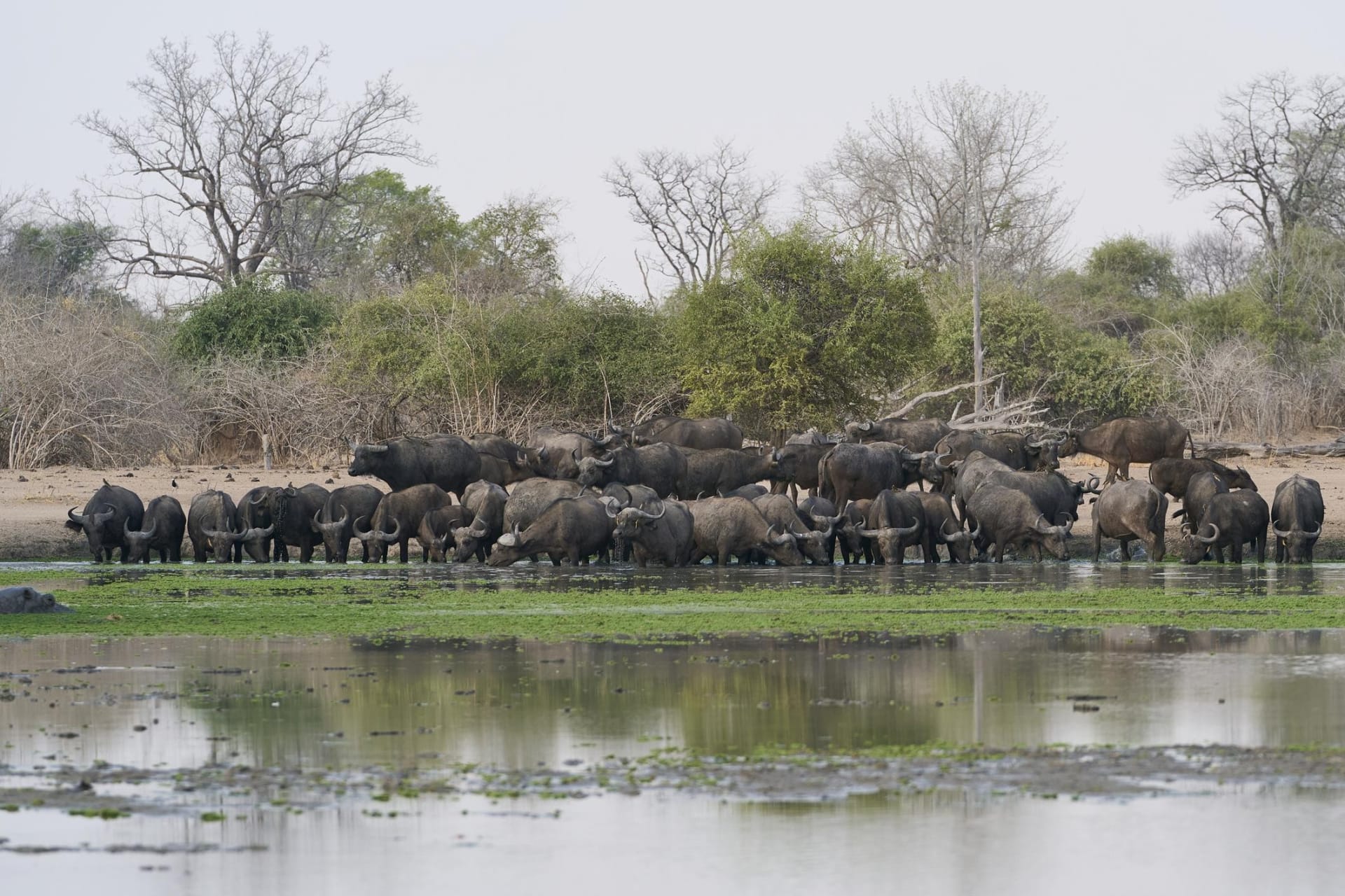 15-Day Ultimate Zambia Remote Wilderness Safari
