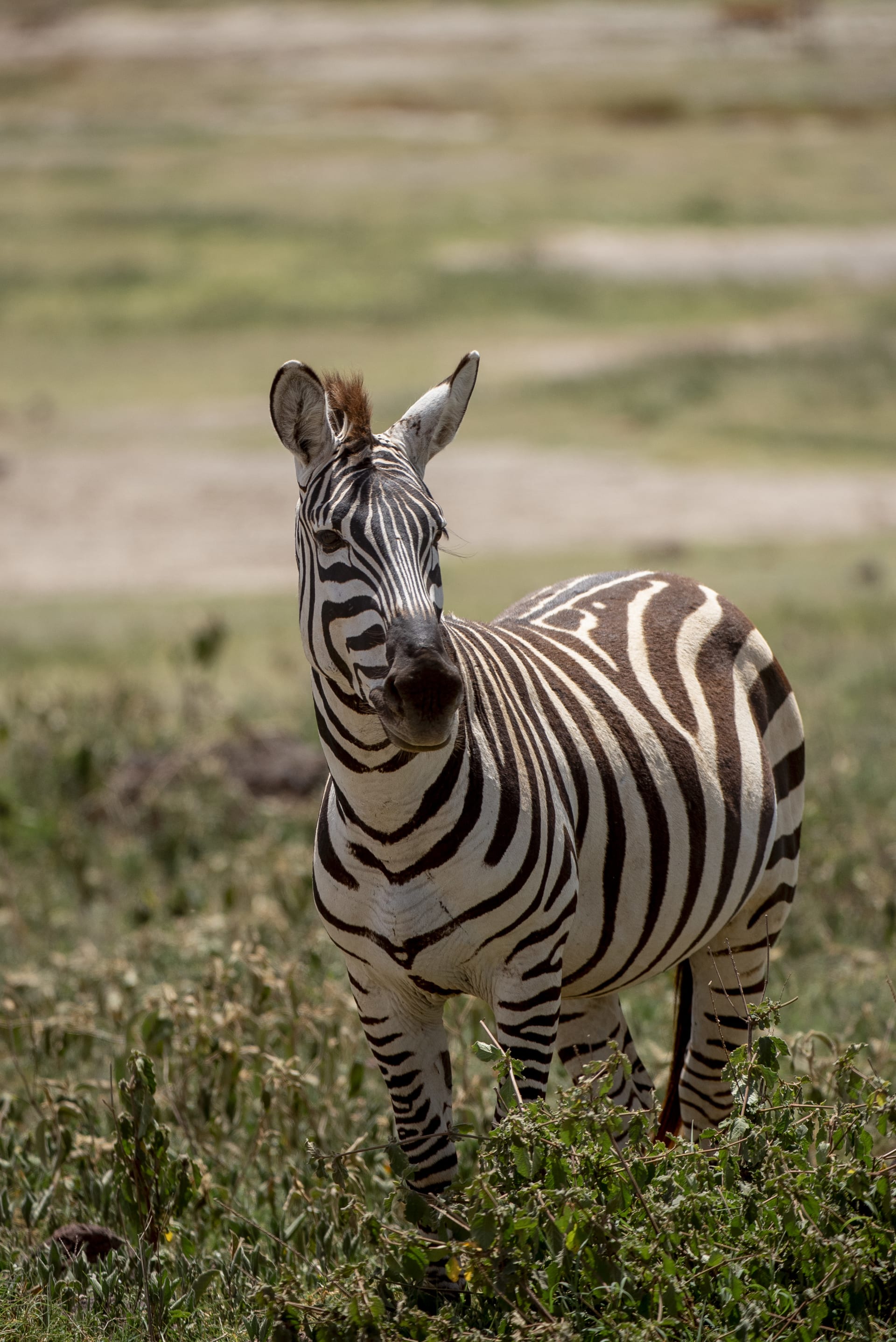 2-Day Shared tour Tarangire & Ngorongoro