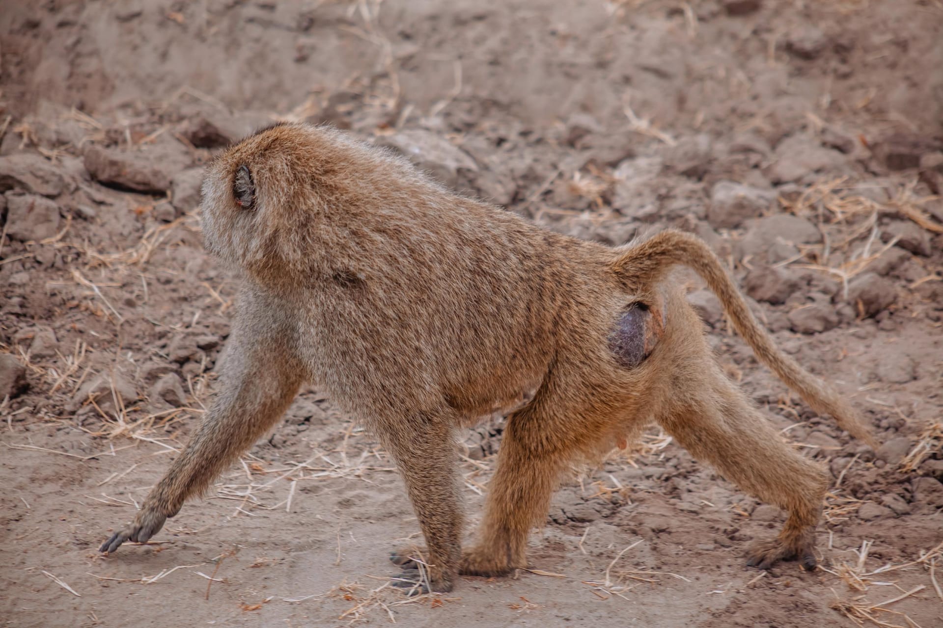 3-Day Northern Circuit Safari Best Safari