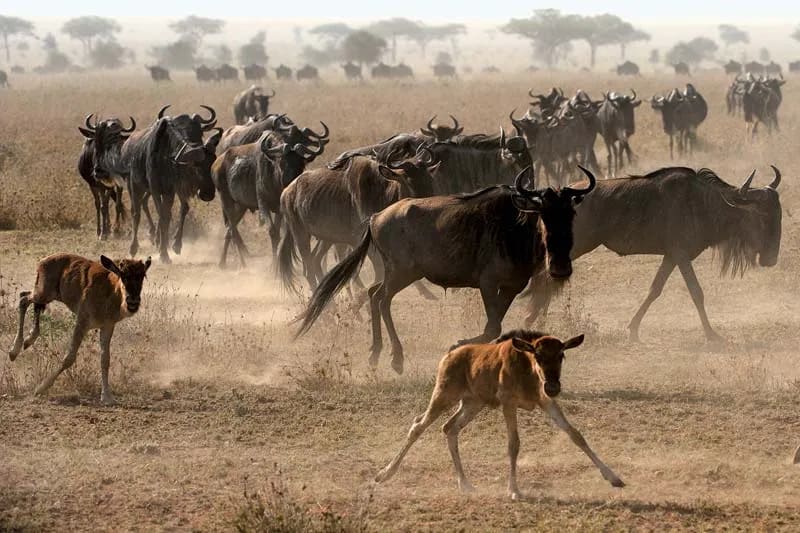 7-Day Mid-Range Epic Adventure (3 Nights Serengeti)