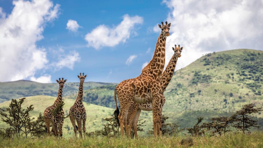 4-Day Fly in Group Safari Tarangire, Serengeti & Crater