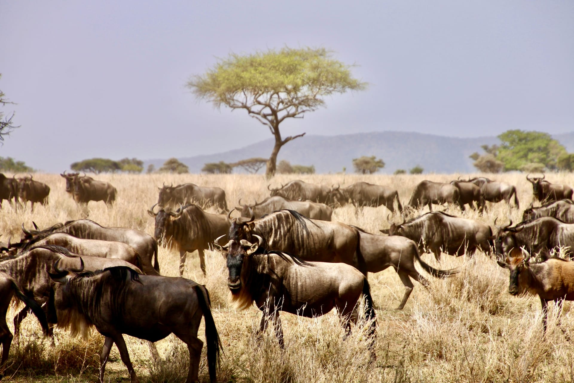 5-Day Day Grand Migration Expeditions