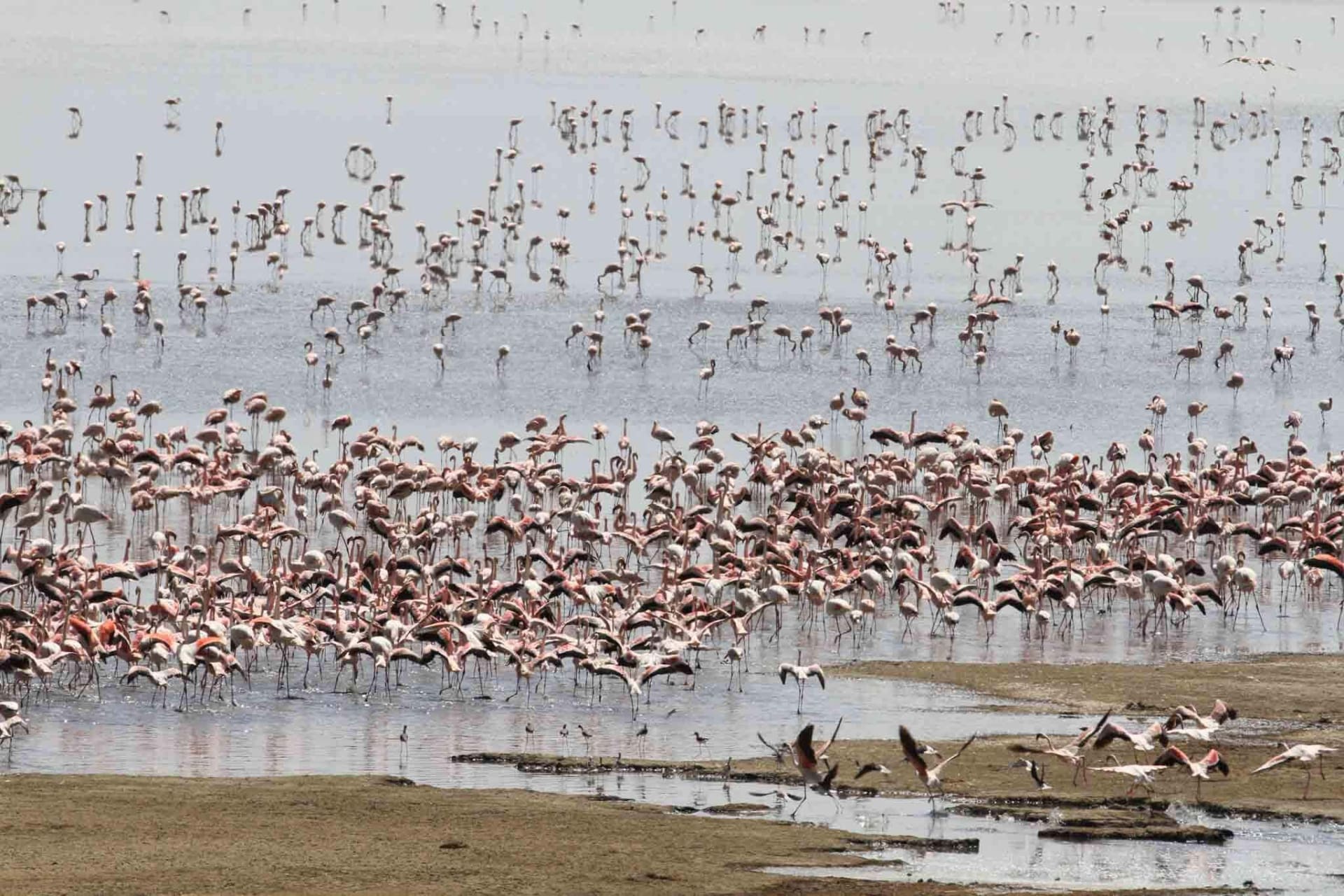 5-Day Tarangire Serengeti Ngorongoro and Lake Manyara Group Joining Safari
