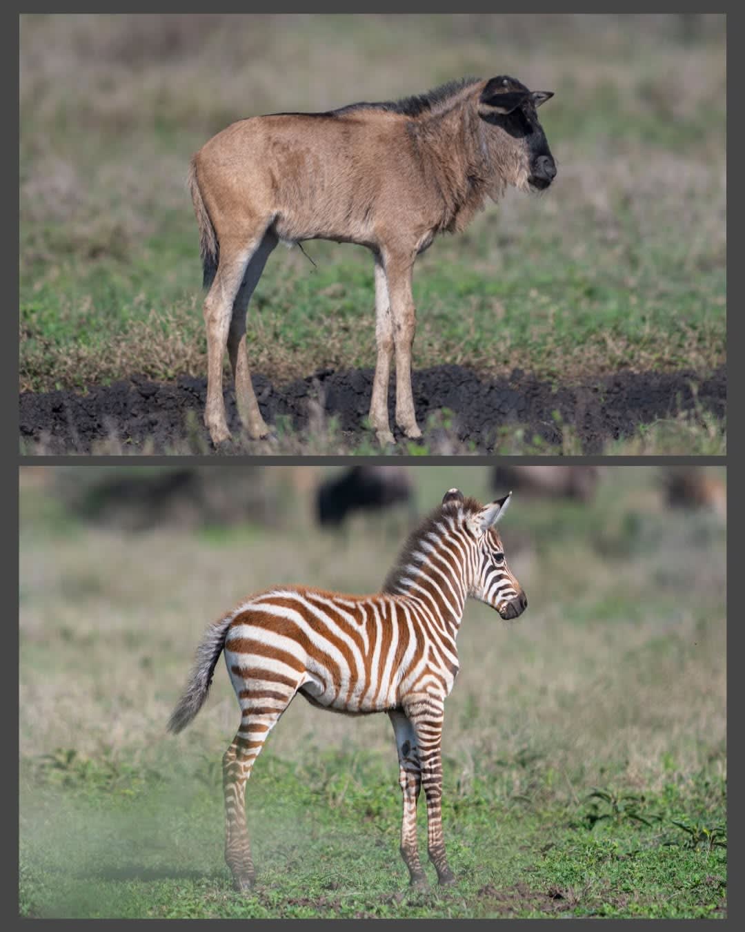 4-Day Masai Mara  and Nakuru
