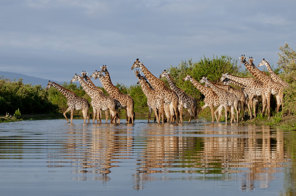 3-Day Fly-in Fly-out Zanzibar to Nyerere NP