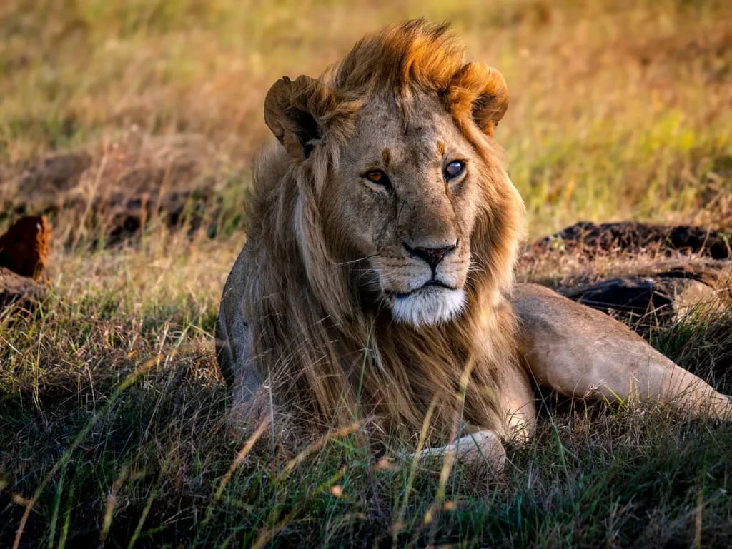 4-Day Maasai Mara & Lake Nakuru National Park