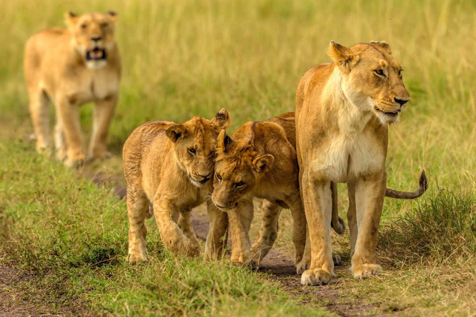 7-Day 7 DAYS / 6 NIGHTS – FULL KENYA CIRCUIT