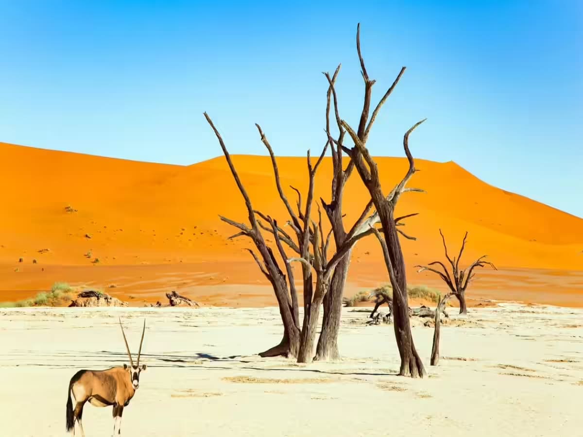 8-Day Mid-Range Safari & Scenic Tour of Namibia