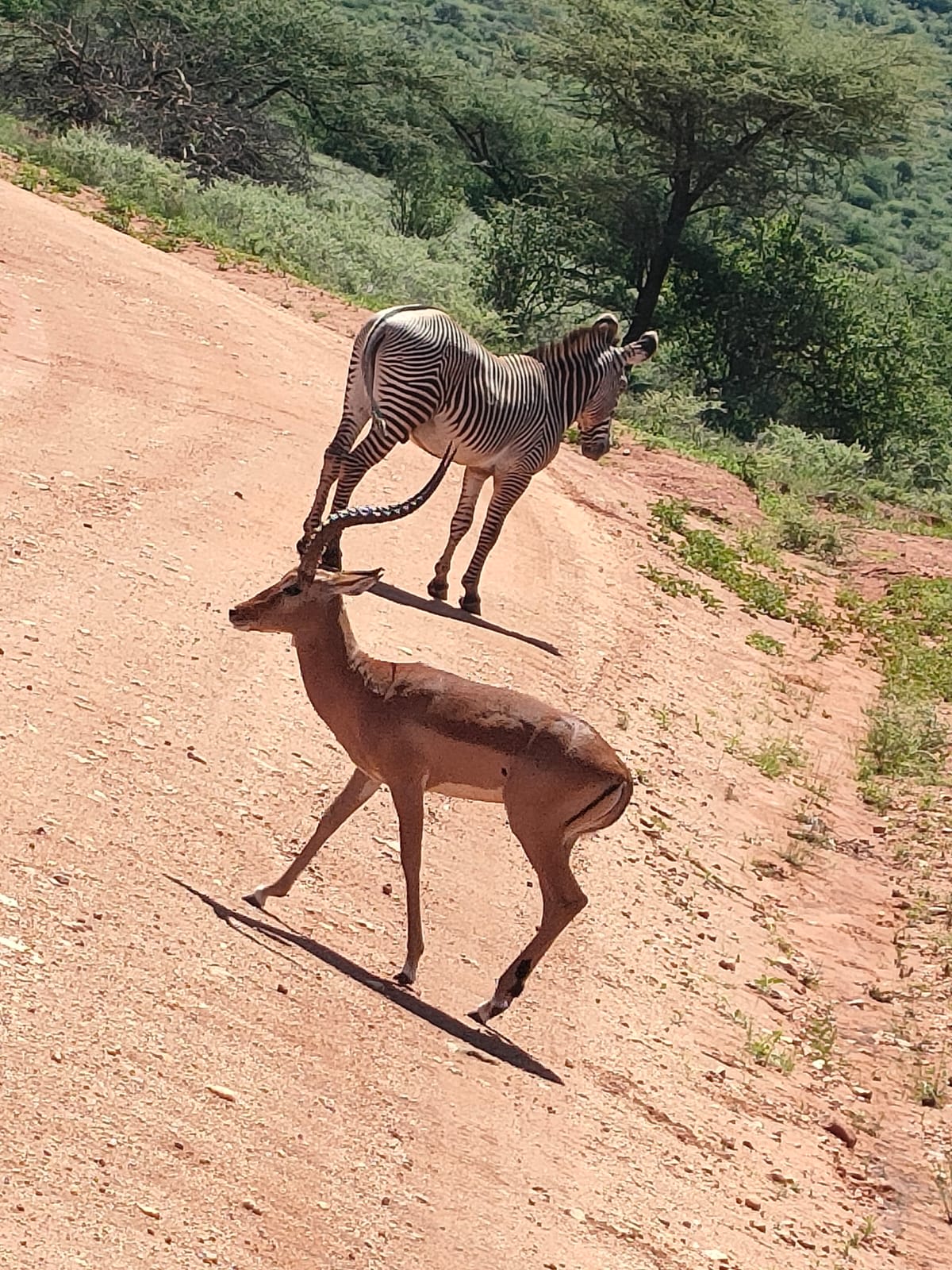 5-Day Northern Legends Luxury Safari – Samburu & Meru NP