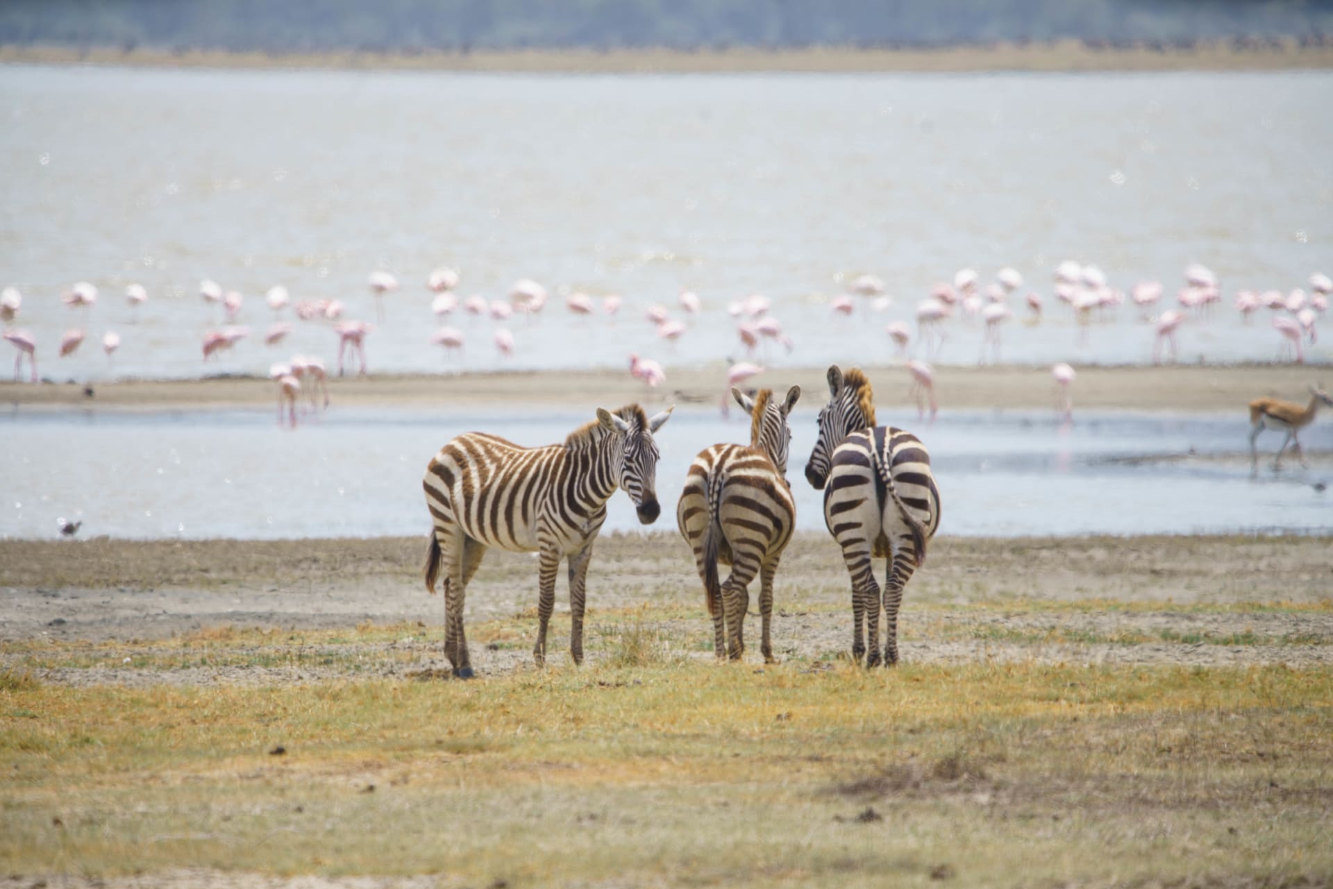2-Day Fly-in Safari Tarangire National Park & Ngorongoro Crater