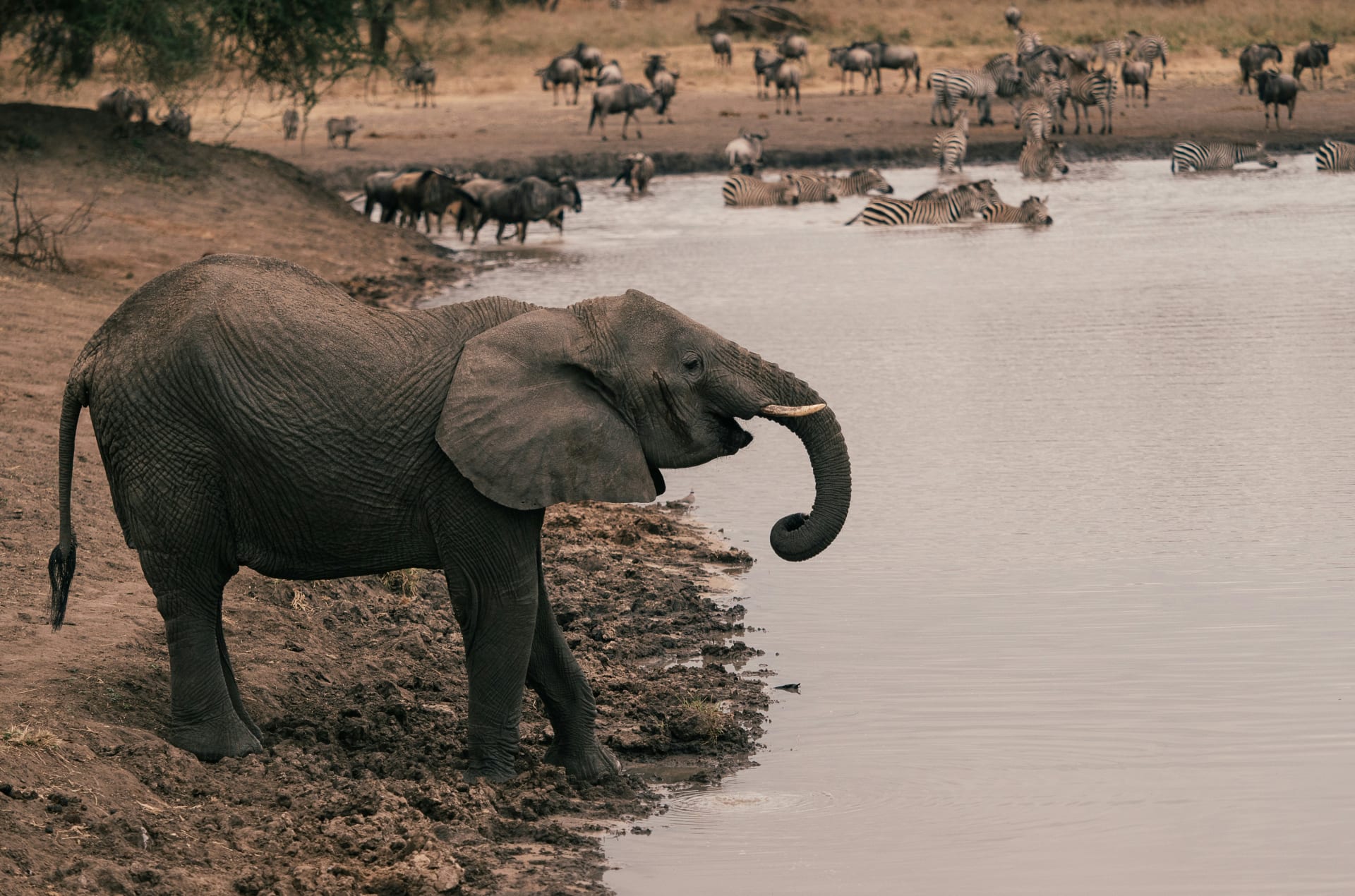 2-Day Luxury Safari Tarangire National Park & Ngorongoro Crater from Zanzibar