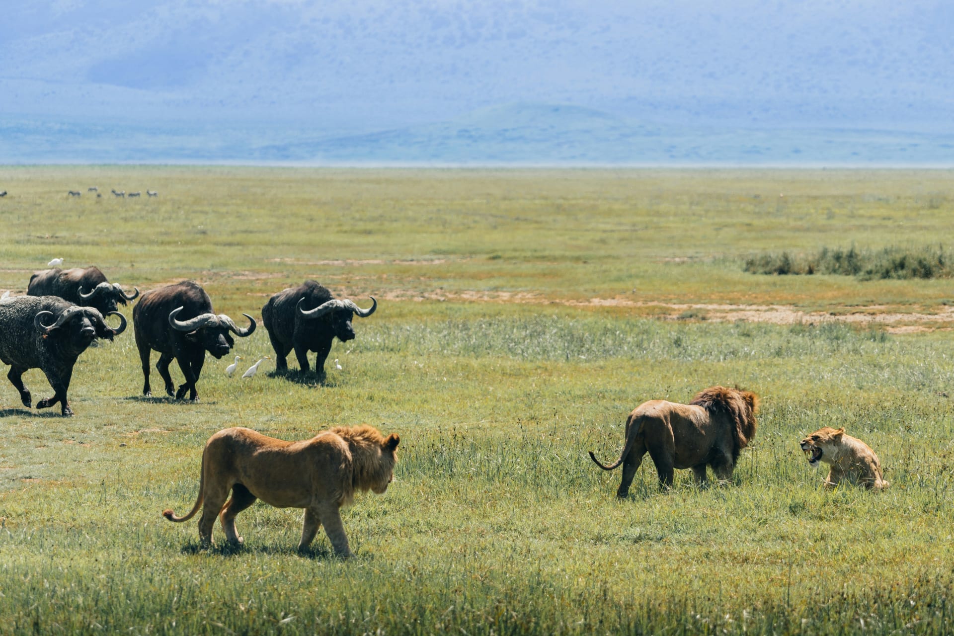 10-Day Samburu, Amboseli, Nakuru, Maasai Mara, Naivasha