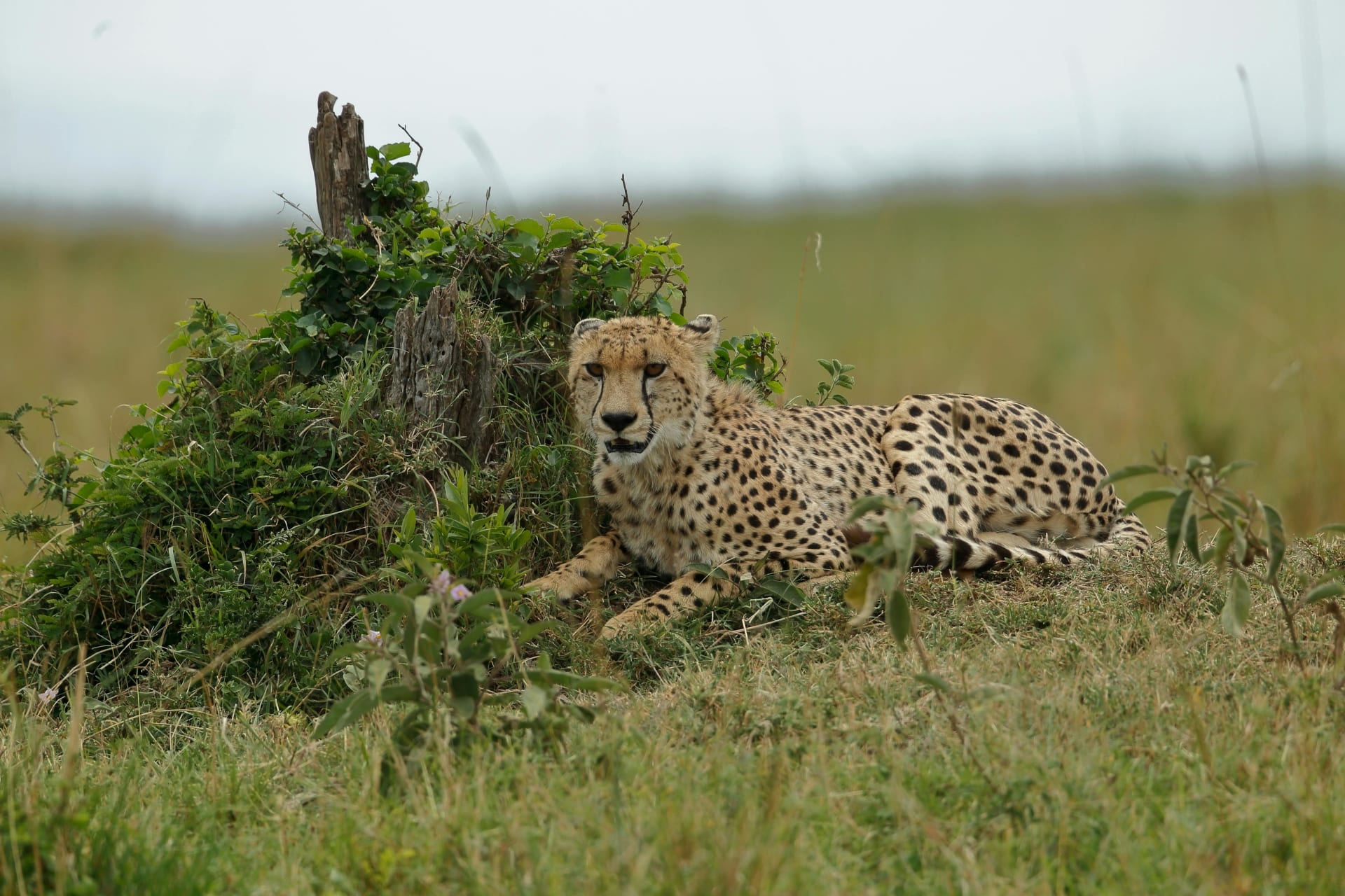 6-Day Best Bush N Beach Escape (Naivasha, Amboseli and Diani)