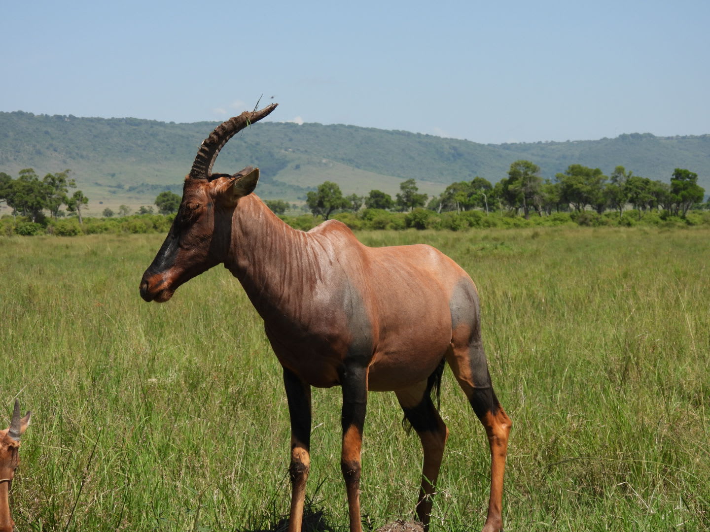 3-Day Maasai mara safari adventure