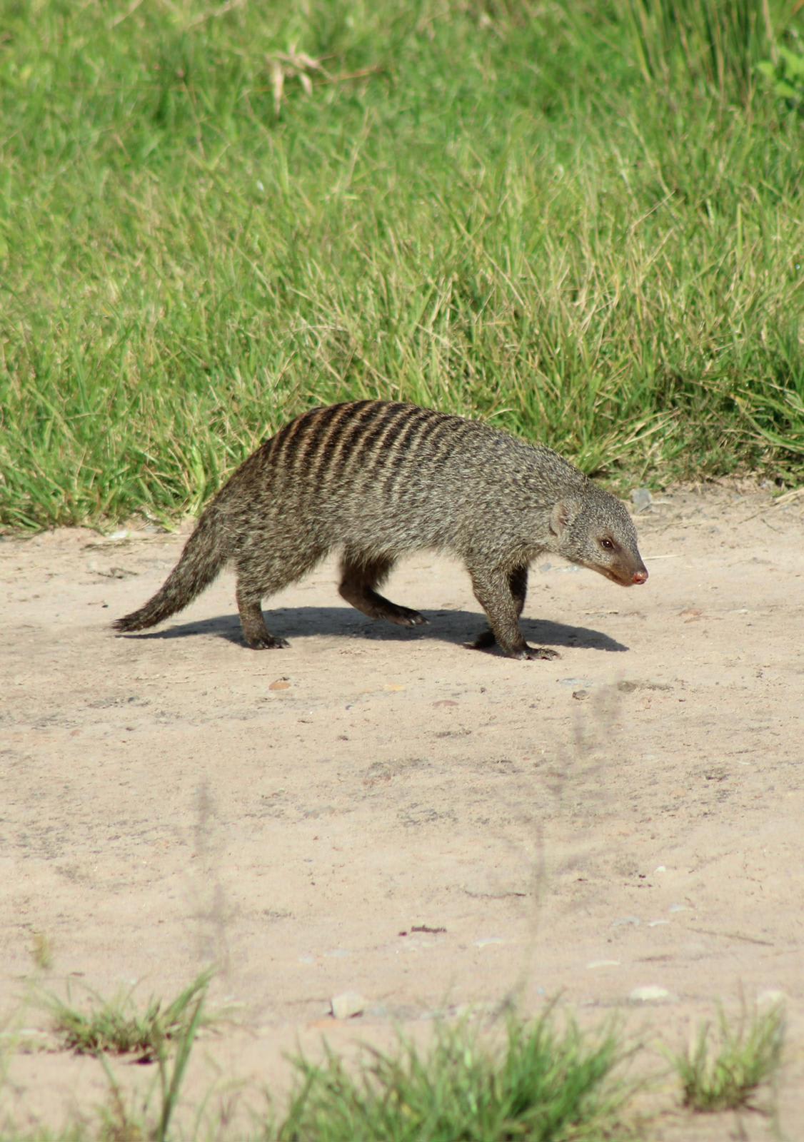 4-Day Ultimate 4-Day Kafue National Park Safari Itinerary: Wildlife, Birding, and River Adventures in Zambia