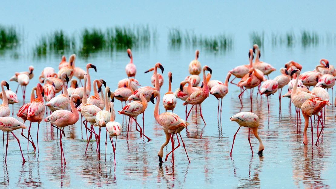 7-Day Mid-Range Kenya Safari