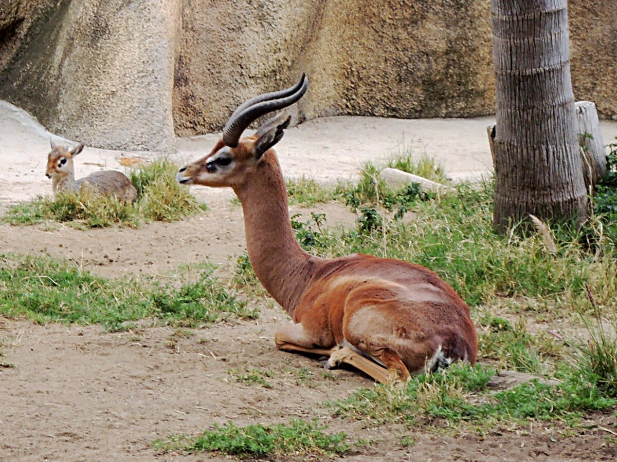 3-Day Samburu reserve safari