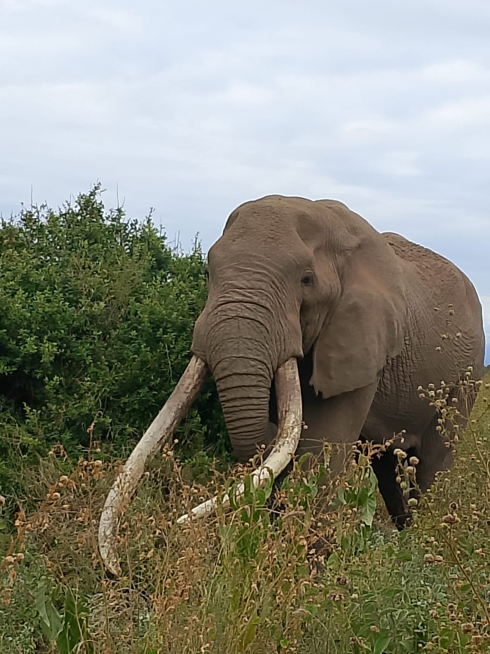 3-Day Amboseli safari