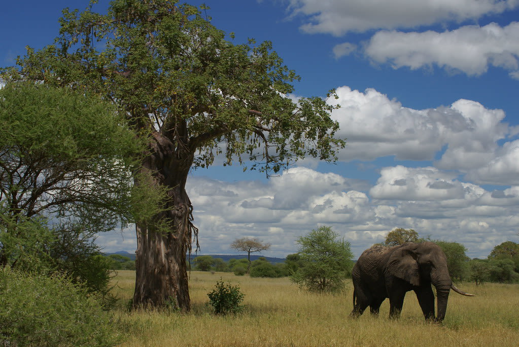 1-Day Tarangire National Park (Wildlife Safari Experience)