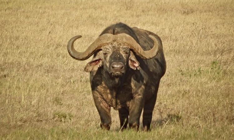 2-Day Mid Range Safari Ngorongoro to Tarangire