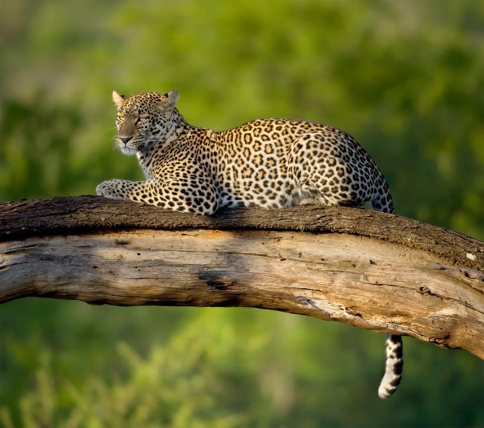 5-Day Tanzania Safari, Waterfalls and Coffee Tour