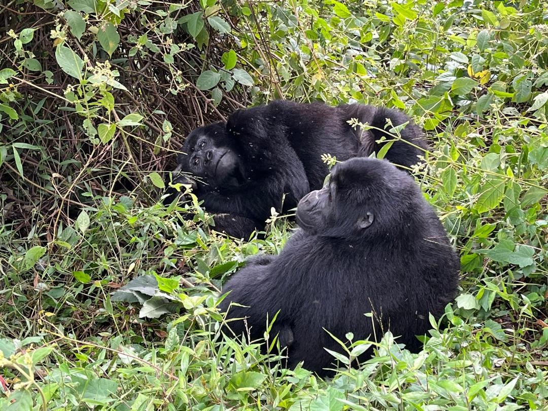 3-Day Thrilling Gorilla Trekking In Bwindi
