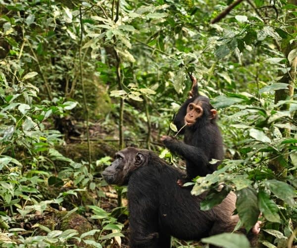 6-Day Thrilling Chimp Trek & Wildlife Safari In Uganda