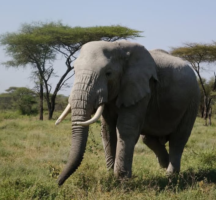 5-Day Savannah Trails of Northern Tanzania