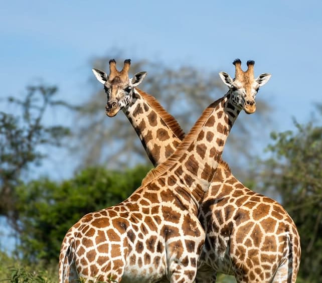 7-Day Northern Circuit Safari Adventure & Kilimanjaro Trekking.