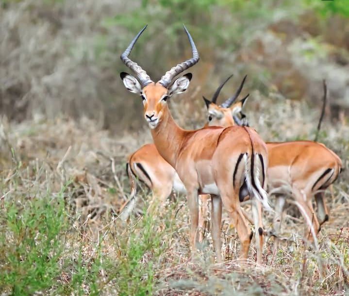 4-Day Tarangire, Serengeti and Ngorongoro Group Safari