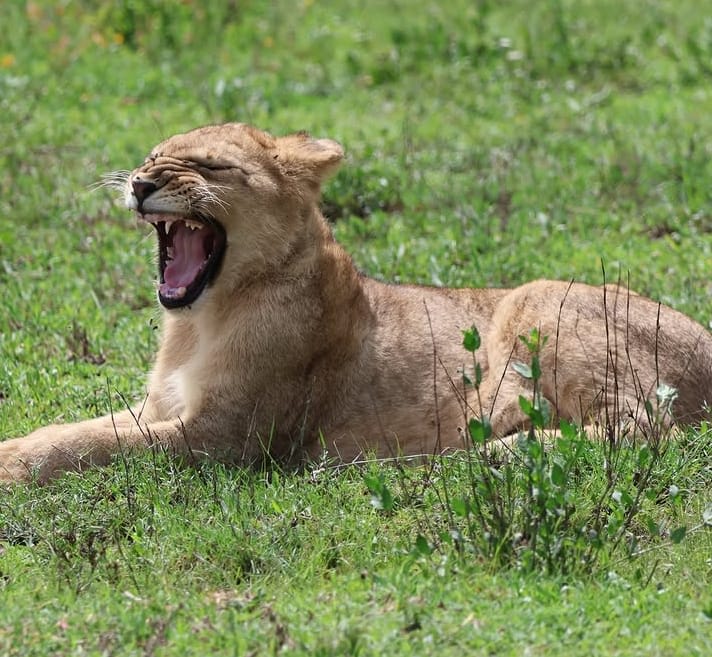 3-Day Unforgettable Serengeti and Ngorongoro Safari Experience With flight Arusha To Seronera Airstrip
