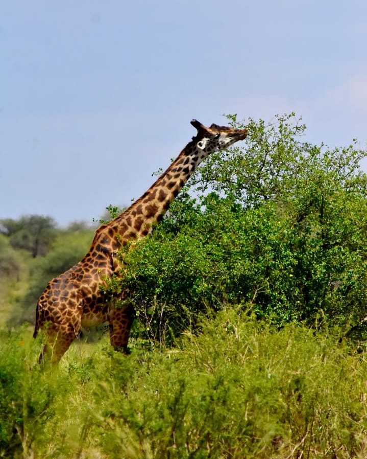 6-Day Ultimate Northern Circuit Safari Experience
