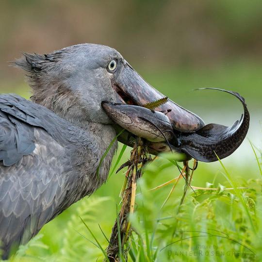 1-Day Entebbe Day Trip (Shoebill stock, Botanical Garden and Coco Beach)