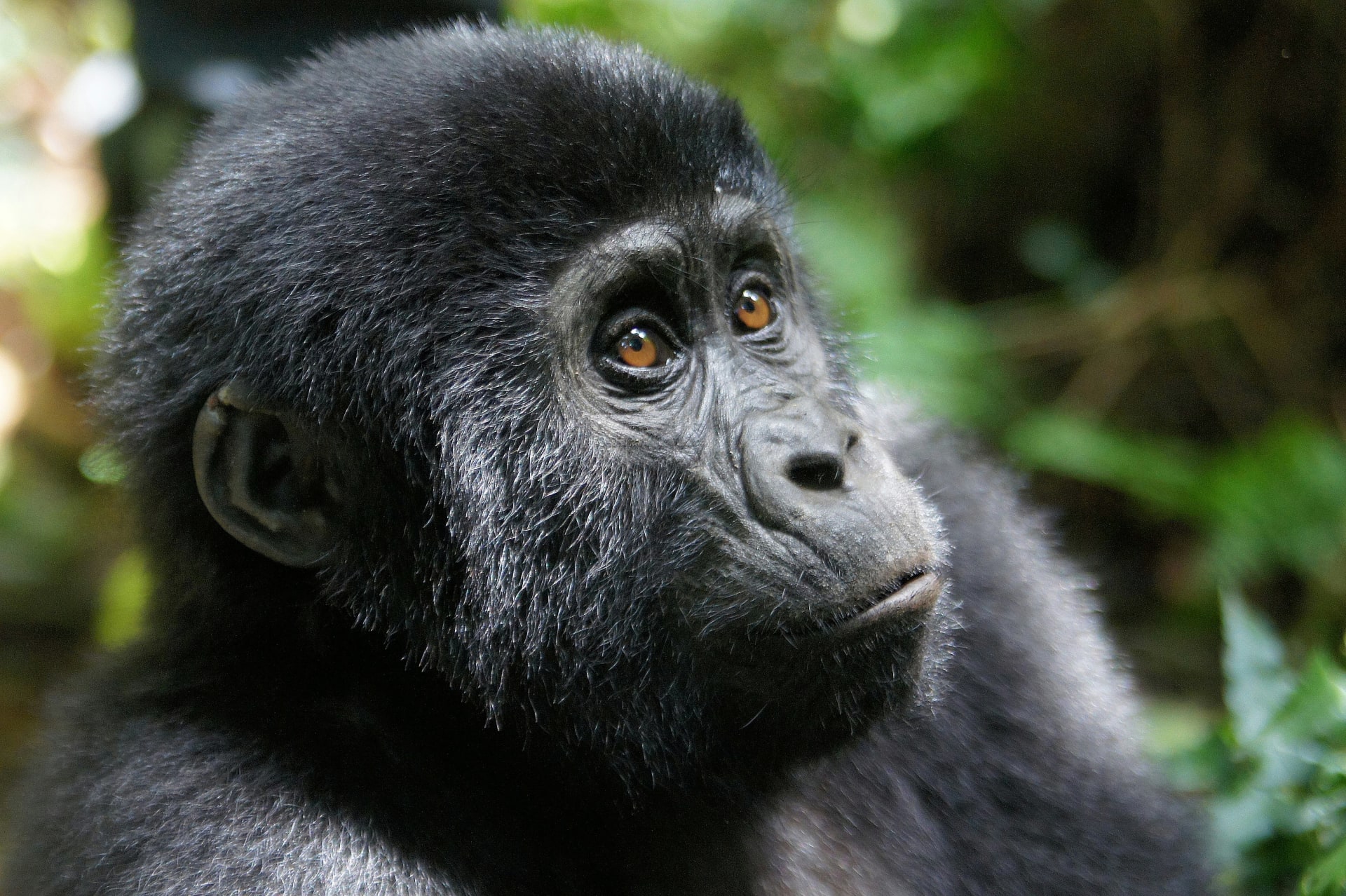 2-Day Uganda Gorilla Mountain Trekking Safari