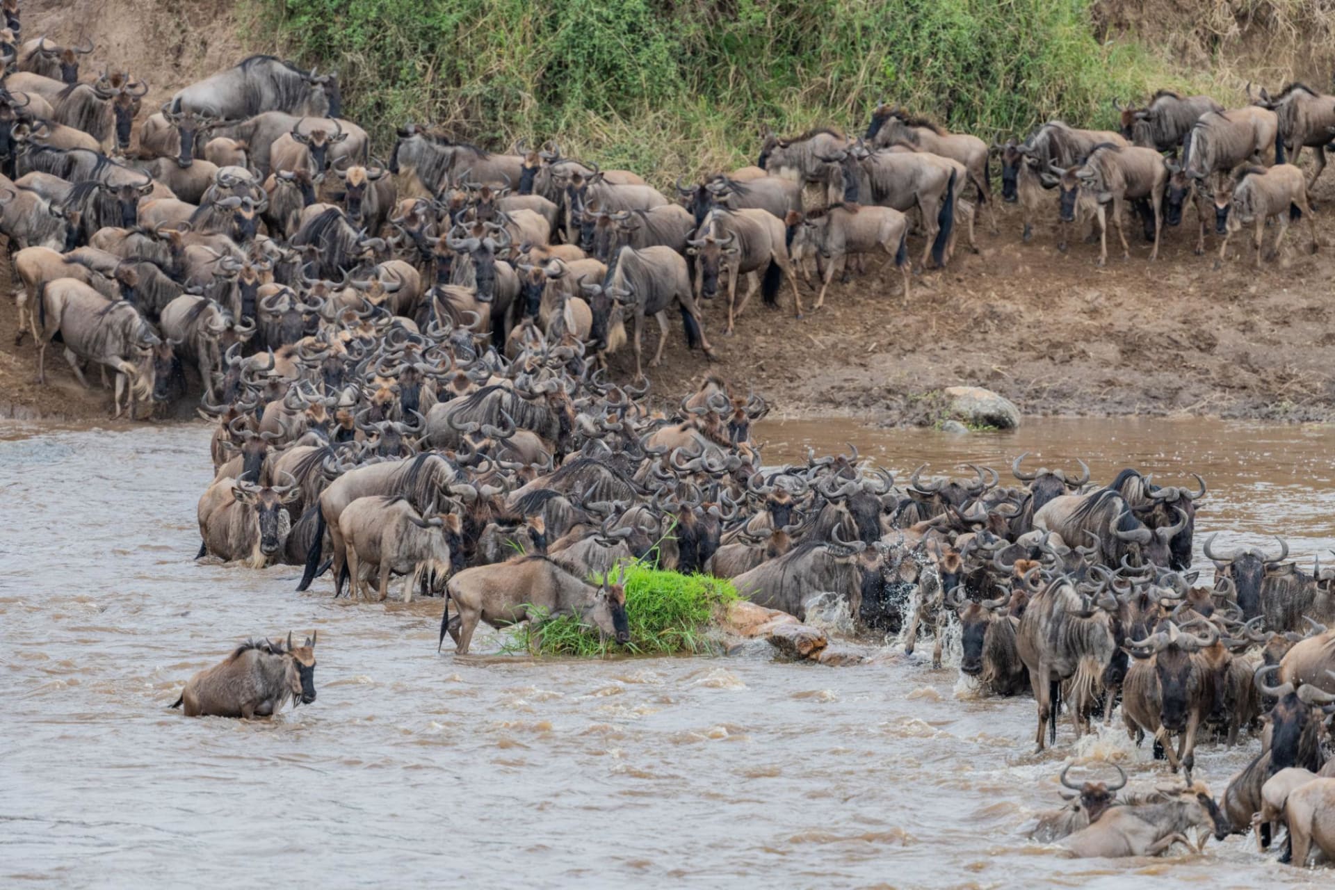 7-Day Day Journey of the Wildebeest