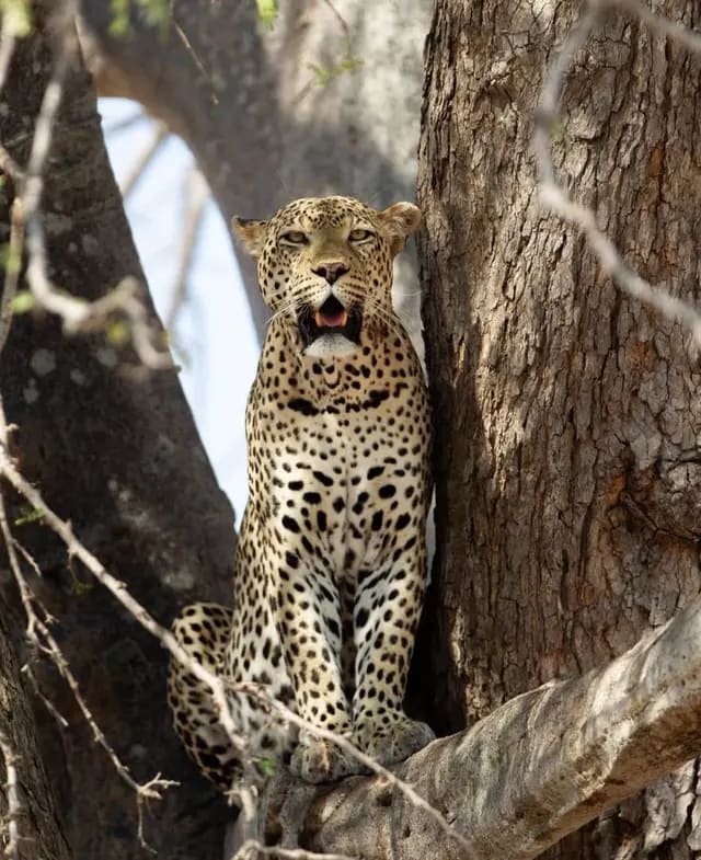 5-Day Upper Mid-Range Best of Tanzania Safari