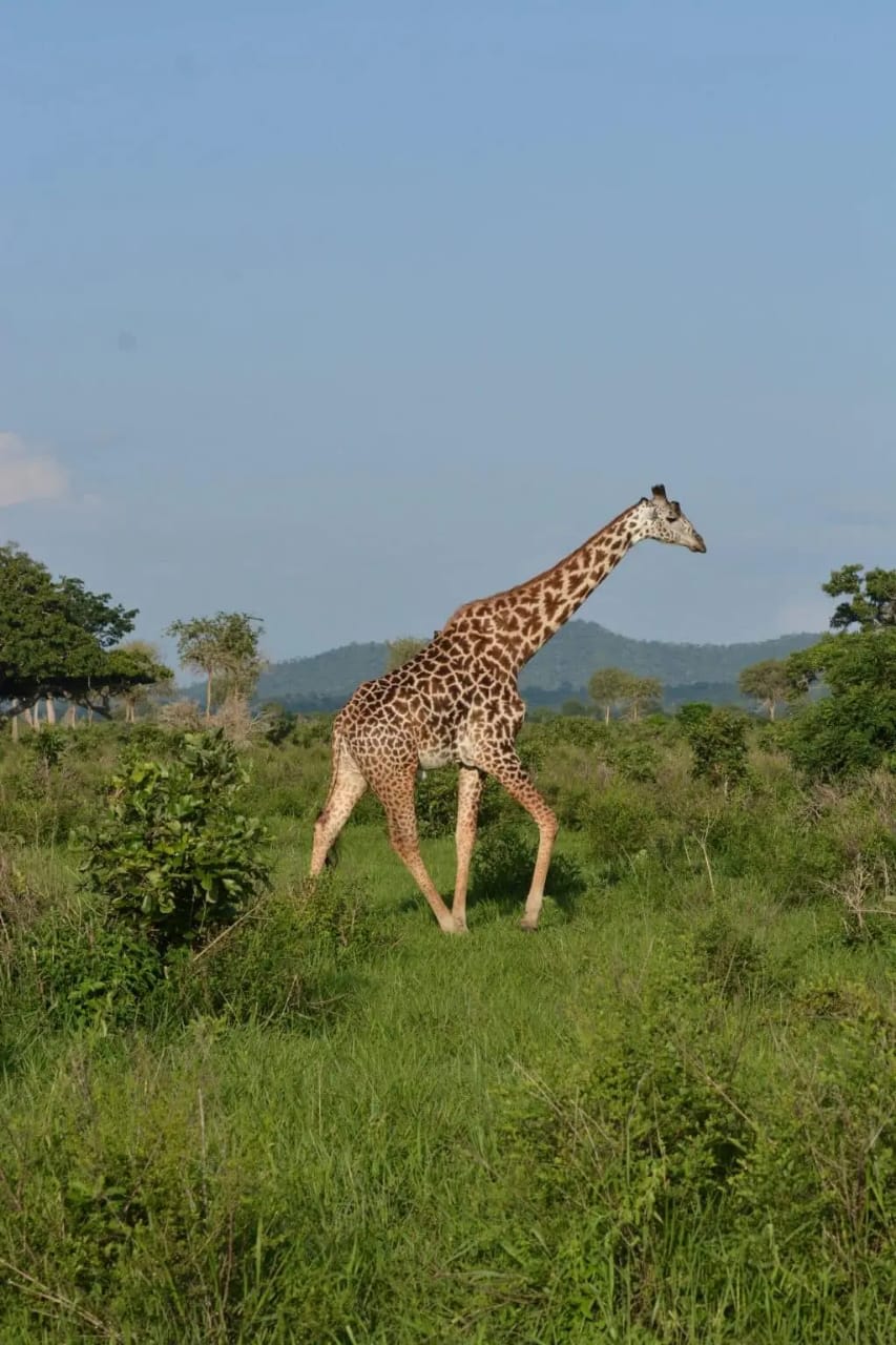 6-Day Northern Circuit Safari Experience in Tanzania