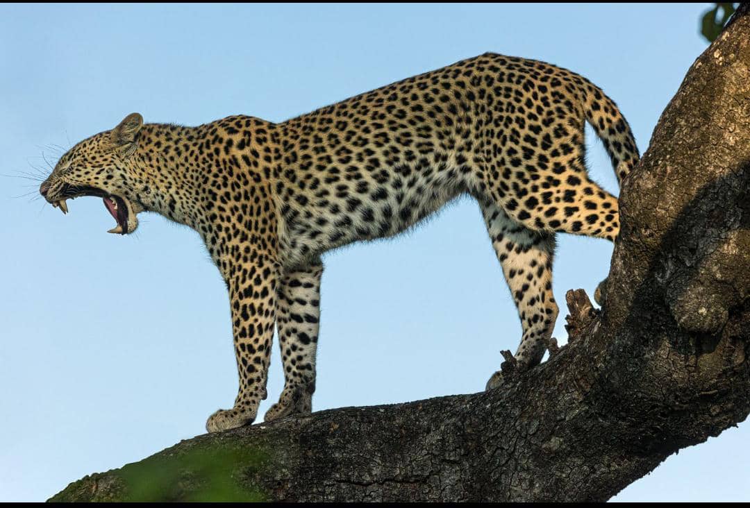 3-Day Murchison Falls Safari- Game Drive+ Boat Cruise