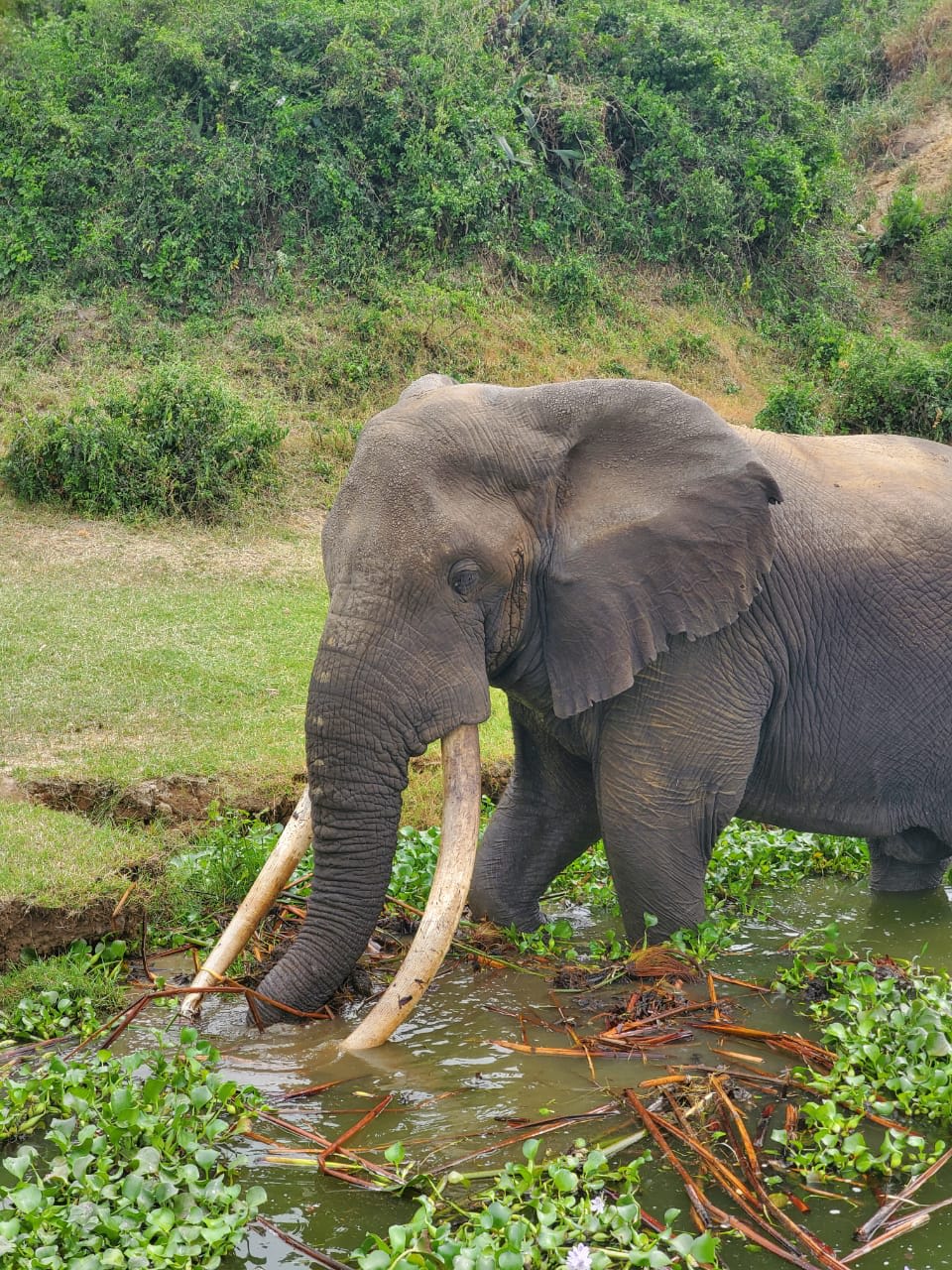 5-Day Mountain Gorillas, Chimpanzees, Queen Elizabeth NP, Lake Bunyonyi