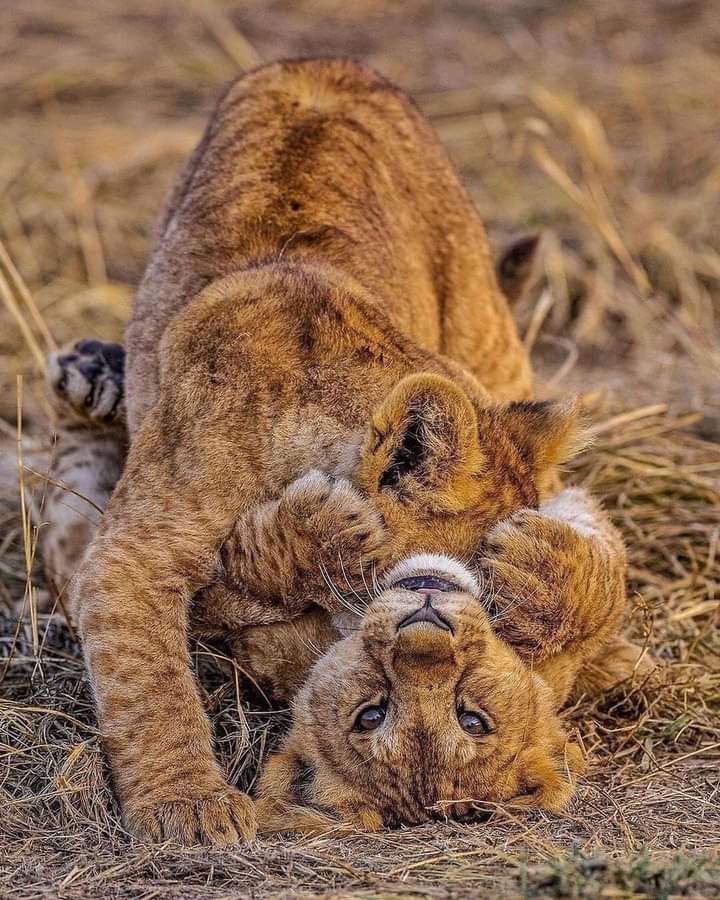 7-Day Northern Circuit Safari Adventure