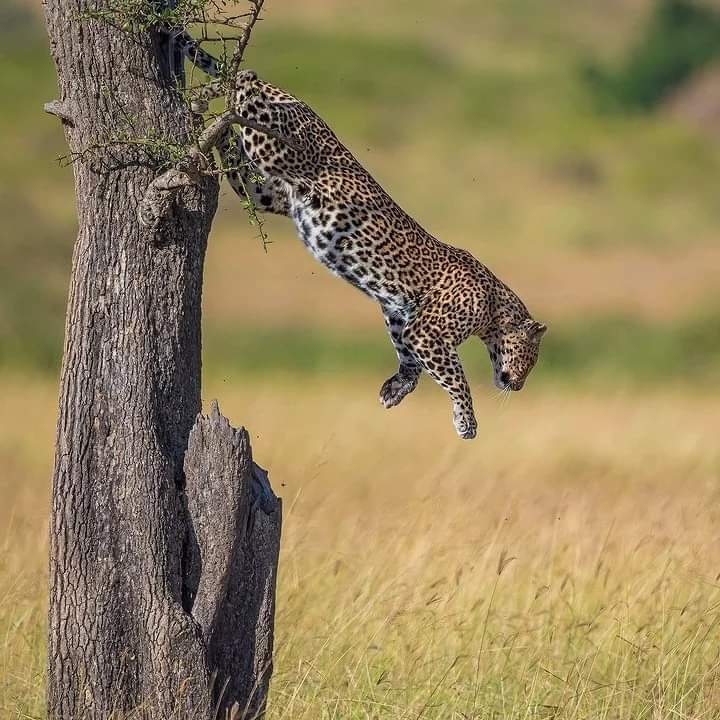 5-Day Tanzania Wildlife Safari