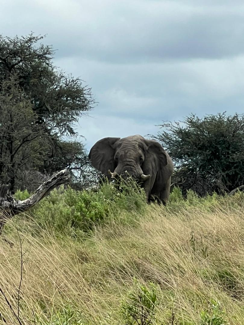 4-Day Journey into the Wild - Moremi Game Reserve
